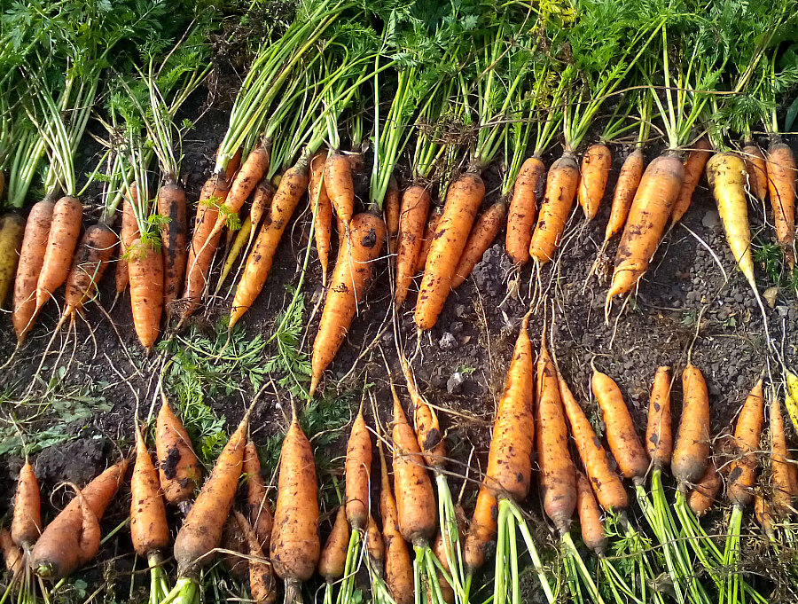 Можно ли выращивать морковь рассадой?