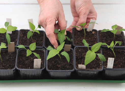 Можно ли выращивать рассаду перцев без подкормок?