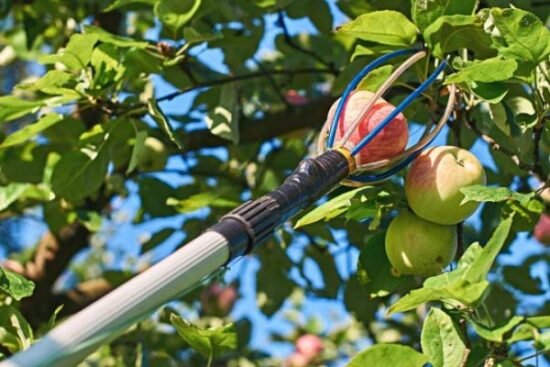 Какие есть готовые приспособления для сбора яблок и где их можно купить?