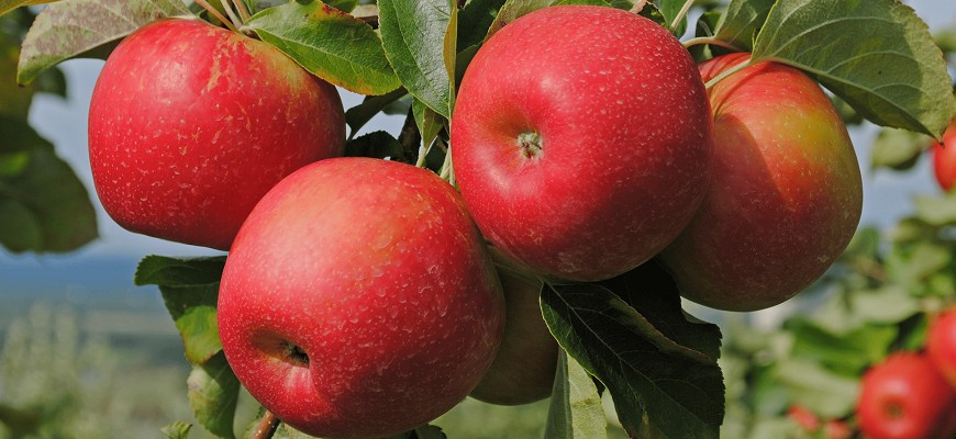 Саженцы яблони: как вырастить из семечки