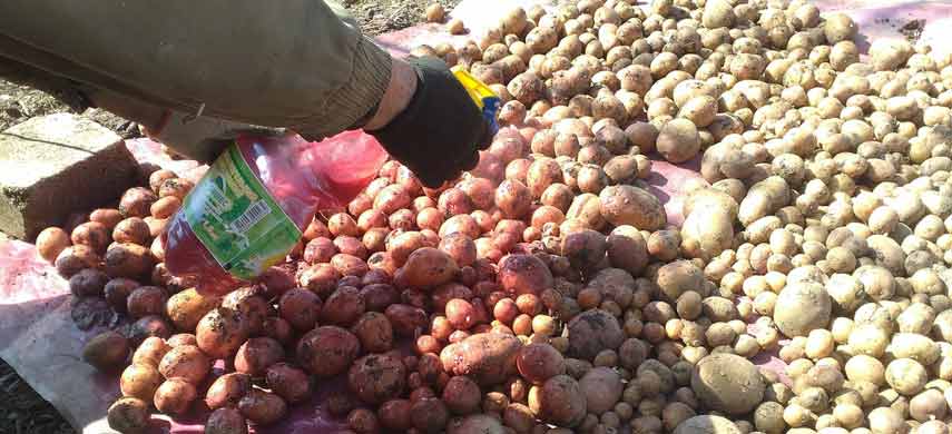 Чем обработать картофель перед посадкой весной