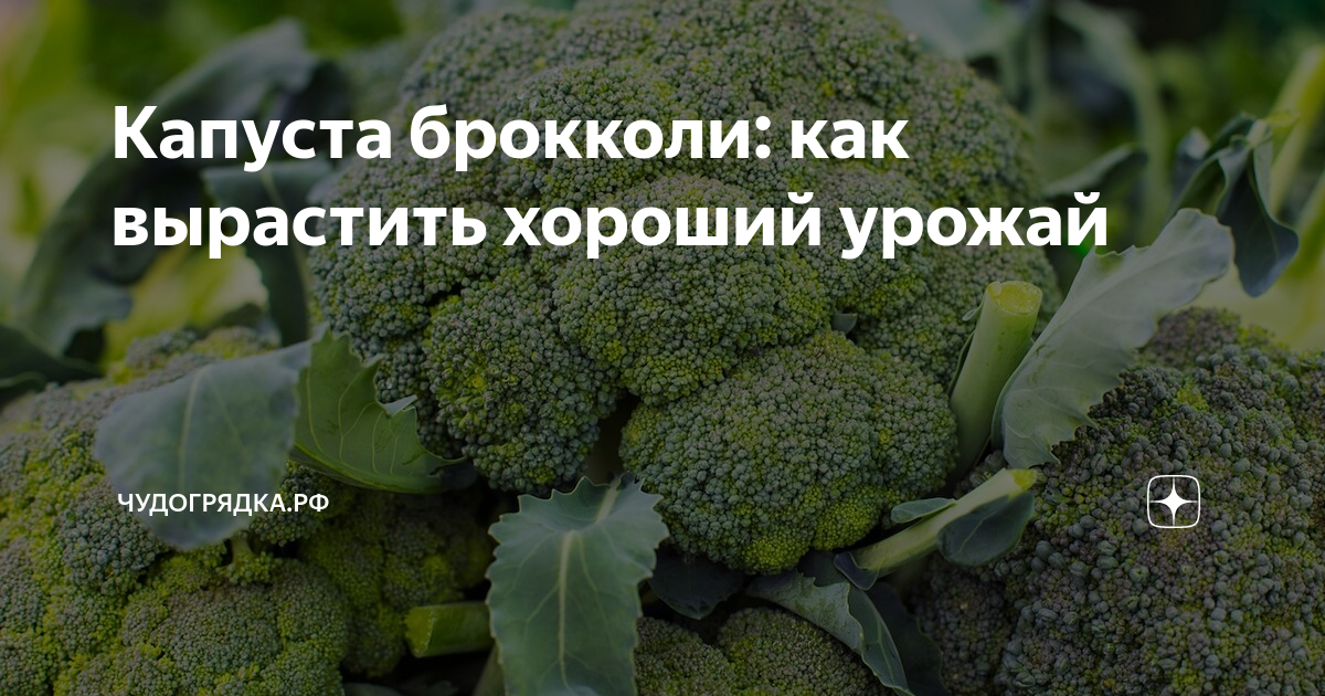 Можно ли вырастить капусту брокколи на Урале?