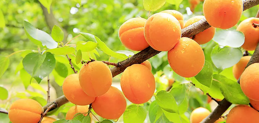 Уход за абрикосом в открытом грунте
