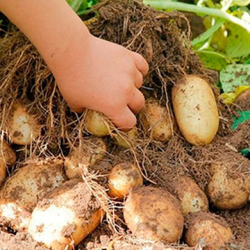 Почему нельзя сажать картофель каждый год на одном участке?