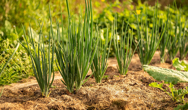 Можно ли высевать семена лука сразу в открытый грунт?