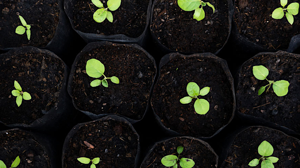 Можно ли выращивать баклажаны без рассады – сразу посеять в открытый грунт?