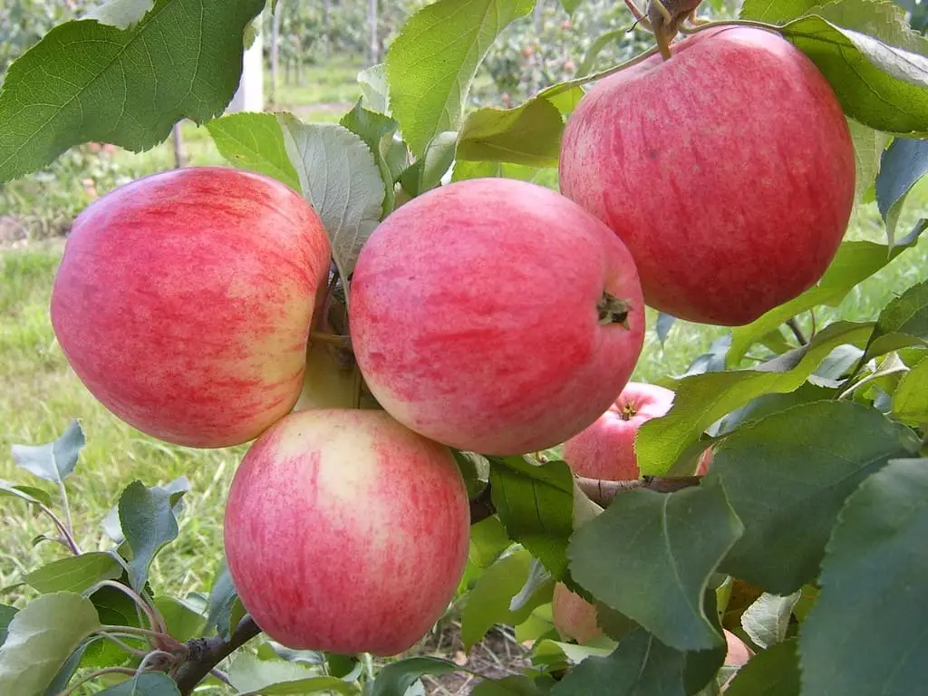 Чем отличаются яблоки ранетки от яблок китаек?